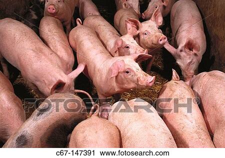 Piglets View Large Photo Image Stock Image - Piglets. Fotosearch