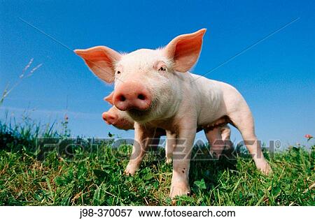 Stock Photo - Piglets.. Fotosearch
