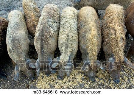 Pigs. Big plain. HortobBgy National Park. North Hungary. View Large Photo Image Stock Photo - Pigs. Big plain. HortobBgy National Park. North Hungary.. Fotosearch
