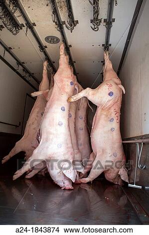 Pigs delivery, Hong Kong, China View Large Photo Image Picture - Pigs delivery, Hong Kong, China. Fotosearch