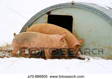 Pigs in snow, looking for fodder View Large Photo Image Stock Photography - Pigs in snow, looking for fodder. Fotosearch