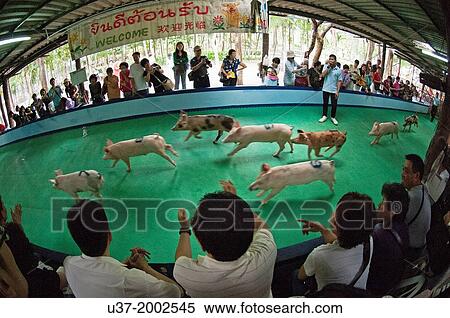 Stock Photography - Pigs racing, Thailand. Fotosearch