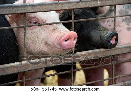 Stock Photography - Pigs sticking snouts outside of gate. Fotosearch