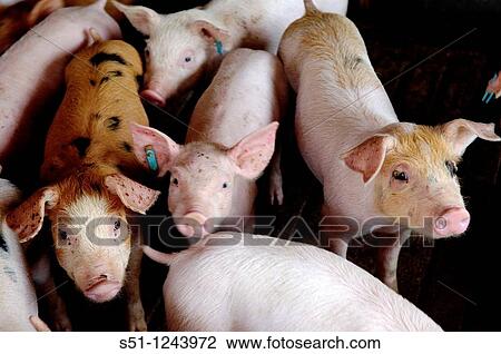 Stock Image - pigs. Fotosearch