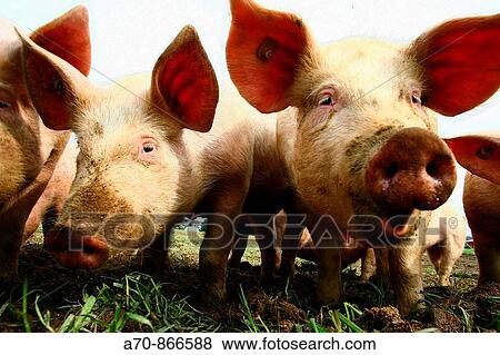 Pigs. Switzerland View Large Photo Image Stock Photo - Pigs. Switzerland. Fotosearch