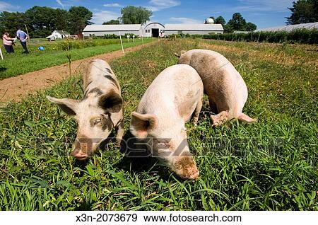 Pigs. Topsham Maine USA View Large Photo Image Stock Photo - Pigs. Topsham Maine USA. Fotosearch