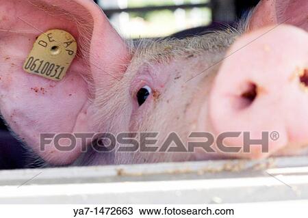 Stock Image - Pigs Transport Europe. Fotosearch