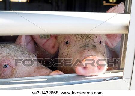 Pigs Transport Europe View Large Photo Image Stock Photo - Pigs Transport Europe. Fotosearch