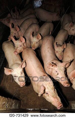 Stock Photo - Pigs, Vernasso. Friuli-Venezia Giulia, Italy. Fotosearch