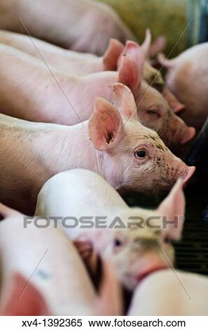 Pigsfarm in Perdiguera, Saragossa Aragon Spain View Large Photo Image Stock Photography - Pigsfarm in Perdiguera, Saragossa Aragon Spain. Fotosearch