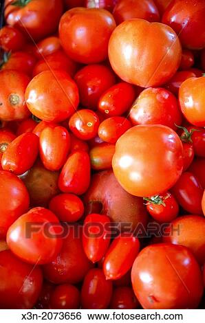 Pile of assorted tomatoes. Lisbon Maine USA View Large Photo Image Stock Photograph - Pile of assorted tomatoes. Lisbon Maine USA. Fotosearch