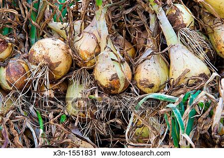 Pile of freshly harvested onions View Large Photo Image Stock Image - Pile of freshly harvested onions. Fotosearch