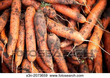 Pile of freshly pulled carrots. Lisbon Maine USA View Large Photo Image Stock Photo - Pile of freshly pulled carrots. Lisbon Maine USA. Fotosearch