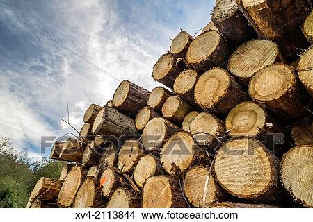 Piled trunks in Gorbea Nature Park, Zeanuri, Biscay, Basque Country, Spain. View Large Photo Image Picture - Piled trunks in Gorbea Nature Park, Zeanuri, Biscay, Basque Country, Spain.. Fotosearch