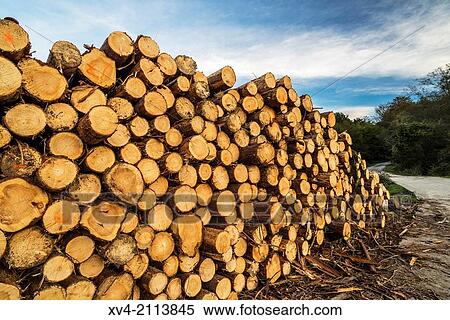 Piled trunks in Gorbea Nature Park, Zeanuri, Biscay, Basque Country, Spain. View Large Photo Image Stock Photography - Piled trunks in Gorbea Nature Park, Zeanuri, Biscay, Basque Country, Spain.. Fotosearch