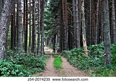 Stock Photography - Pilgrim at Primitive Saint James way, pine forest, Asturias, Spain.. Fotosearch