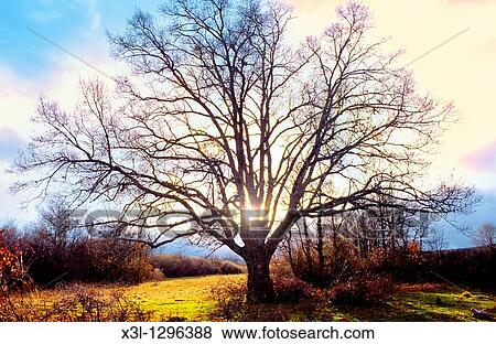 Pilgrim oak Rabanal del Camino Leon The Way of St James View Large Photo Image Stock Photo - Pilgrim oak Rabanal del Camino Leon The Way of St James. Fotosearch