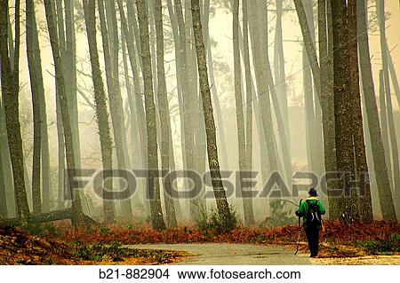 Picture - Pilgrimage to Santiago de Compostela (Way of St James) between Vieux Lugo and Mons in the Landes forest. Gironde, Aquitaine, France. Fotosearch