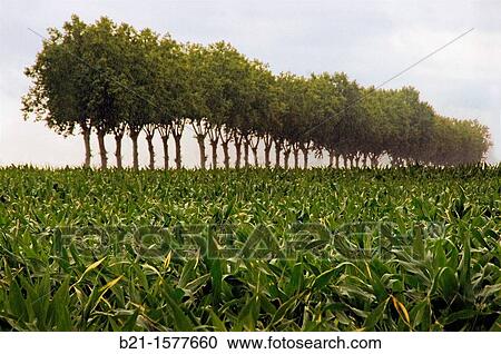 Pilgrimage way to Santiago de Compostela: corn landscape near Nogaro, Gers, Midi-Pyrenees, France View Large Photo Image Stock Image - Pilgrimage way to Santiago de Compostela: corn landscape near Nogaro, Gers, Midi-Pyrenees, France. Fotosearch