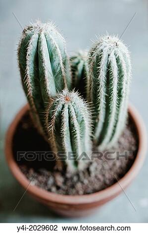 Pilosocereus Azureus. View Large Photo Image Stock Image - Pilosocereus Azureus.. Fotosearch