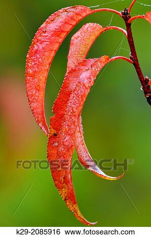 Pin cherry (Prunus pensylvanica) Autumn leaves with raindrop, Greater Sudbury (Lively), Ontario, Canada. View Large Photo Image Stock Photograph - Pin cherry (Prunus pensylvanica) Autumn leaves with raindrop, Greater Sudbury (Lively), Ontario, Canada.. Fotosearch