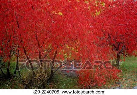 Pin cherry (Prunus pensylvanica) Autumn foliage (double exposure), Greater Sudbury, Ontario, Canada. View Large Photo Image Stock Photography - Pin cherry (Prunus pensylvanica) Autumn foliage (double exposure), Greater Sudbury, Ontario, Canada.. Fotosearch