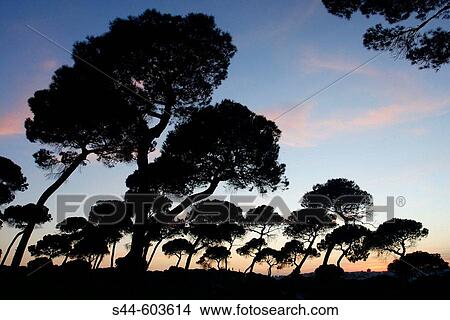 Picture - Pinares de Oromana. AlcalB de Guadaira. Sevilla province. Spain. Fotosearch