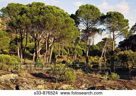 Pinares en Cadalso de los V? drios. Madrid View Large Photo Image Picture - Pinares en Cadalso de los V? drios. Madrid. Fotosearch