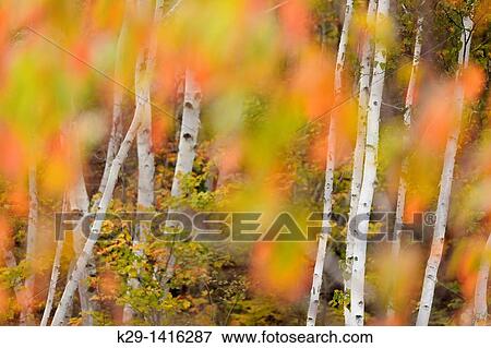 Pincherry Prunus pennsylvanica turning colour in autumn Greater Sudbury Ontario View Large Photo Image Stock Photo - Pincherry Prunus pennsylvanica turning colour in autumn Greater Sudbury Ontario. Fotosearch