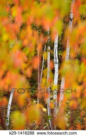 Stock Photo - Pincherry Prunus pennsylvanica turning colour in autumn Greater Sudbury Ontario. Fotosearch