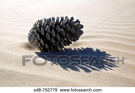 Pine cone over the sand View Large Photo Image Stock Photo - Pine cone over the sand. Fotosearch