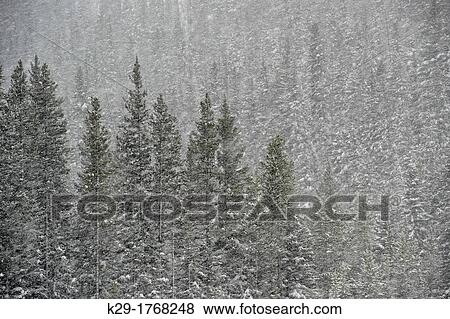 Pine forest and falling snow near Soda Butte Creek, Yellowstone NP, Wyoming, USA View Large Photo Image Stock Photo - Pine forest and falling snow near Soda Butte Creek, Yellowstone NP, Wyoming, USA. Fotosearch