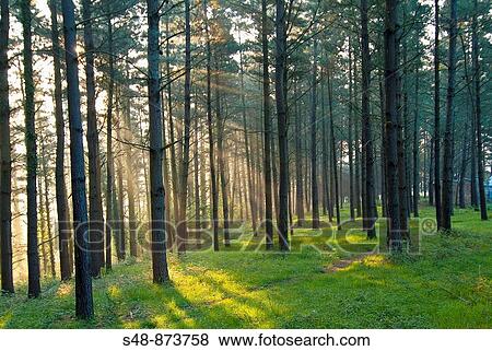Pine Forest at dawn Mallabia. Vizcaya. Basque Country. View Large Photo Image Stock Photo - Pine Forest at dawn Mallabia. Vizcaya. Basque Country.. Fotosearch