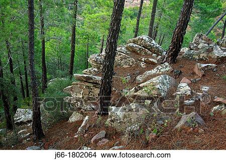 Picture - Pine forest in the Sierra Calderona Castell? n. Fotosearch