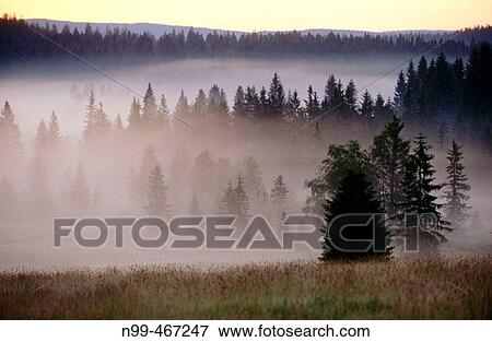 Stock Photo - Pine forest, morning fog, sunrise. Raised bog. High moor. Knizeci Plane. Strictly protected area. National Park Sumava. Czech Republic.. Fotosearch
