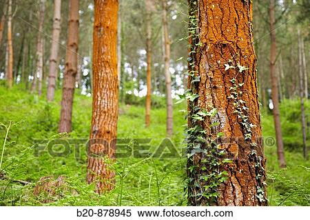 Pine forest near Azkoitia, Guipuzcoa, Basque Country, Spain View Large Photo Image Stock Photography - Pine forest near Azkoitia, Guipuzcoa, Basque Country, Spain. Fotosearch