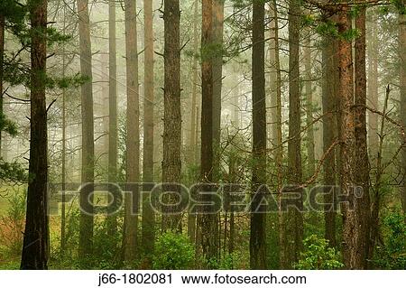 Stock Image - Pine forest Pinus sylvestris in Natural Park of Tinen? a de BenifassB Castell? n. Fotosearch