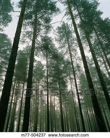 Pine forest (Pinus sylvestris), summer, fog. V? sterbotten. Sweden. View Large Photo Image Stock Photo - Pine forest (Pinus sylvestris), summer, fog. V? sterbotten. Sweden.. Fotosearch