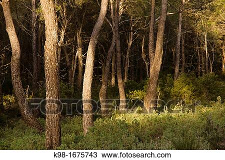 Pine Forest, Puig de Talaia 475 mts, Sant Josep de Talaia, Ibiza, Balearic Islands, Spain View Large Photo Image Stock Image - Pine Forest, Puig de Talaia 475 mts, Sant Josep de Talaia, Ibiza, Balearic Islands, Spain. Fotosearch