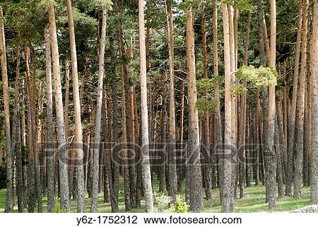 Stock Image - pine forest, Universal Mounts, Orea, Guadalajara, Castilla la Mancha, Spain. Fotosearch