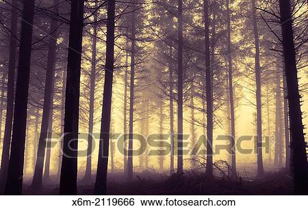 Pine grove. Gorbeia Natural Park. Biscay, Basque Country, Spain. Europe. View Large Photo Image Stock Photograph - Pine grove. Gorbeia Natural Park. Biscay, Basque Country, Spain. Europe.. Fotosearch