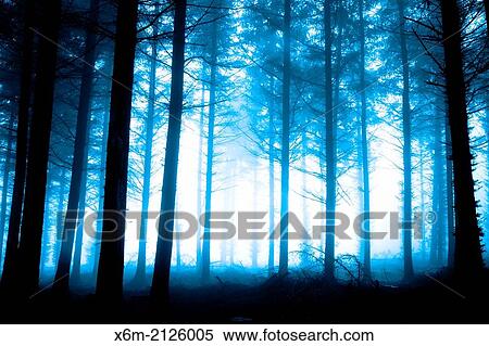 Pine grove. Gorbeia Natural Park. Biscay, Basque Country, Spain. Europe. View Large Photo Image Stock Photography - Pine grove. Gorbeia Natural Park. Biscay, Basque Country, Spain. Europe.. Fotosearch