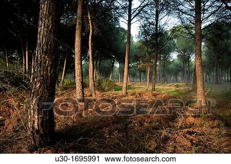 Pine grove of Pinus pinea in Doana Natural Park, Huelva province Andalusia Spain View Large Photo Image Stock Image - Pine grove of Pinus pinea in Doana Natural Park, Huelva province Andalusia Spain. Fotosearch
