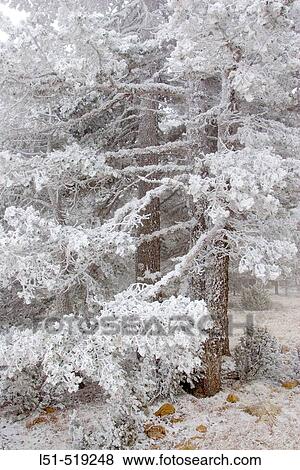 Pine in snowstorm. Sierra Gdar-Javalambre. Teruel, Aragon. Spain. View Large Photo Image Stock Photo - Pine in snowstorm. Sierra Gdar-Javalambre. Teruel, Aragon. Spain.. Fotosearch