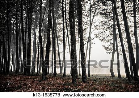 Pine logs in the fog Salamanca Province, Castile and Leon, Spain View Large Photo Image Stock Photo - Pine logs in the fog Salamanca Province, Castile and Leon, Spain. Fotosearch