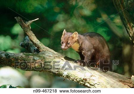 Pine marten (Martes martes) walking over a branch, summer. National Park Bavarian Forest. Germany. View Large Photo Image Stock Photo - Pine marten (Martes martes) walking over a branch, summer. National Park Bavarian Forest. Germany.. Fotosearch