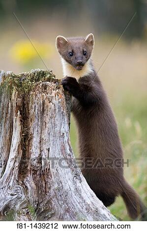 Stock Image - Pine marten Martes martes young female stood on stump, Scotland, August 2007. Fotosearch