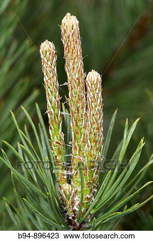 Stock Image - Pine, Osseja, Pyr? n? es-Orientales, Languedoc-Roussillon, France. Fotosearch