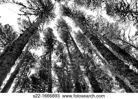 Pine, Pinus sylvestris, Teruel, Aragon, Spain. View Large Photo Image Stock Image - Pine, Pinus sylvestris, Teruel, Aragon, Spain.. Fotosearch