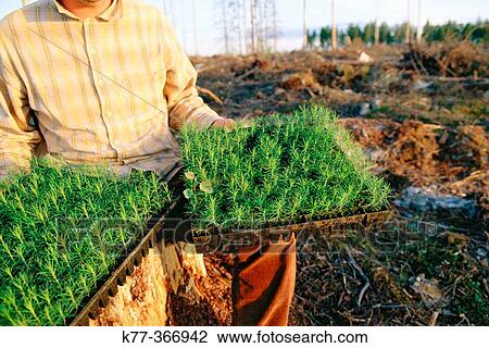 Pine saplings at a clear cutting. Finland. View Large Photo Image Stock Image - Pine saplings at a clear cutting. Finland.. Fotosearch